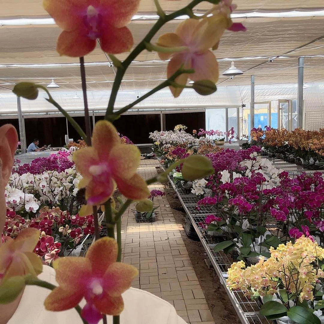 大部分开放少量花苞香恋 个别掉花