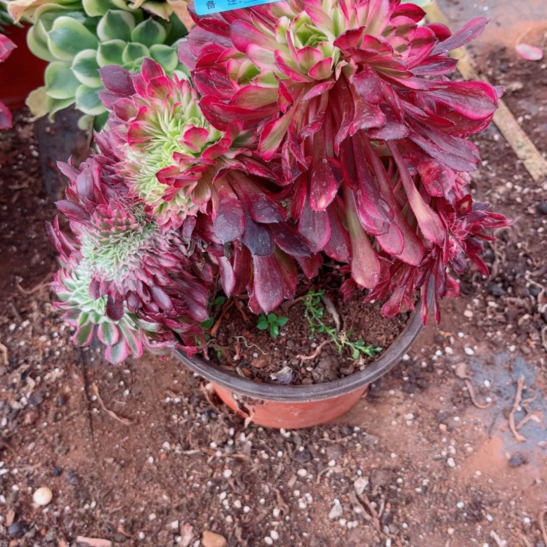 多肉植物262红铜壶