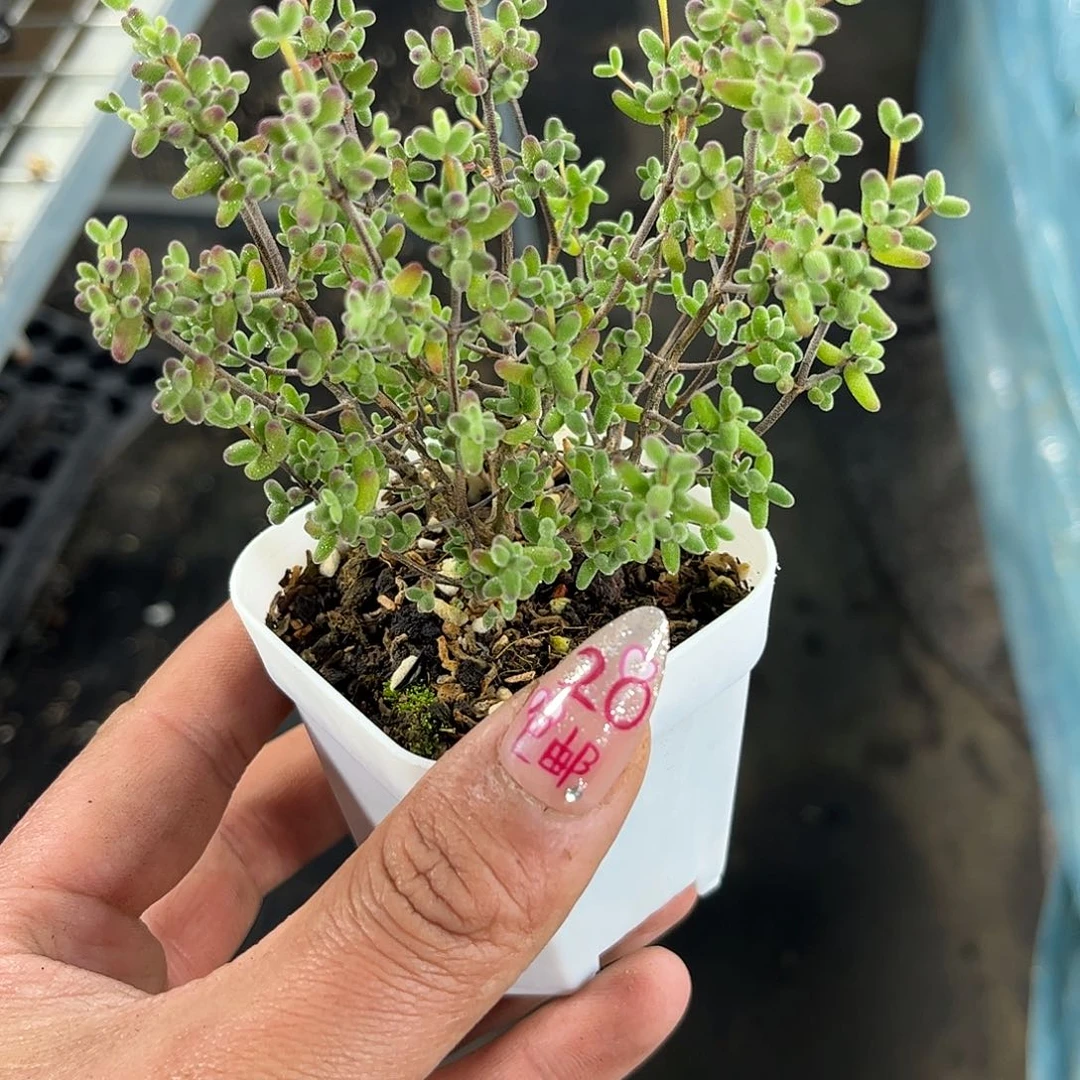 枝干番杏带盆发货有根