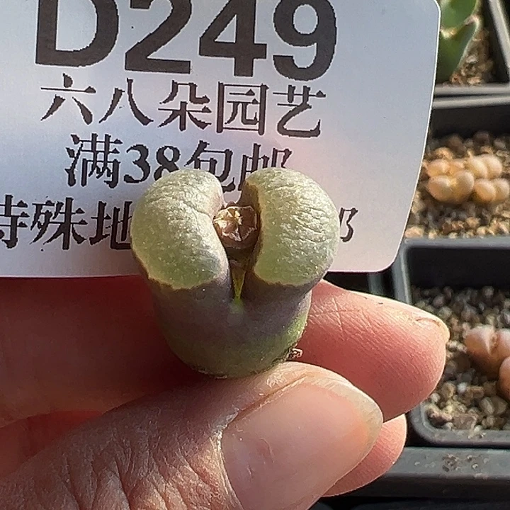 249号磁铁风铃yzzyyyxyxx