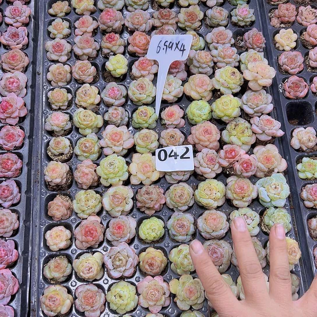 042样品6颗中号七彩糖心