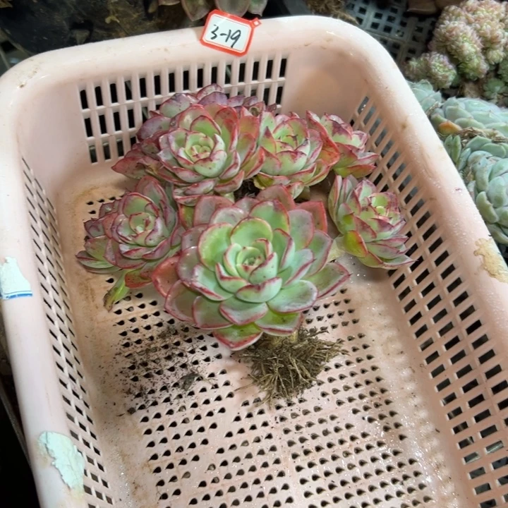 懒***2精品多肉植物老桩