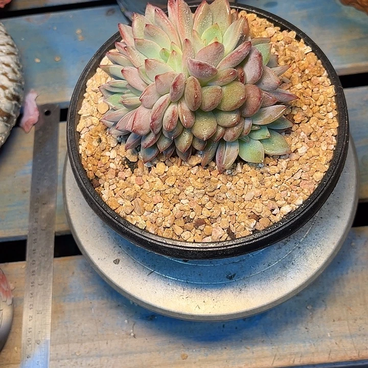 多肉植物一物一拍