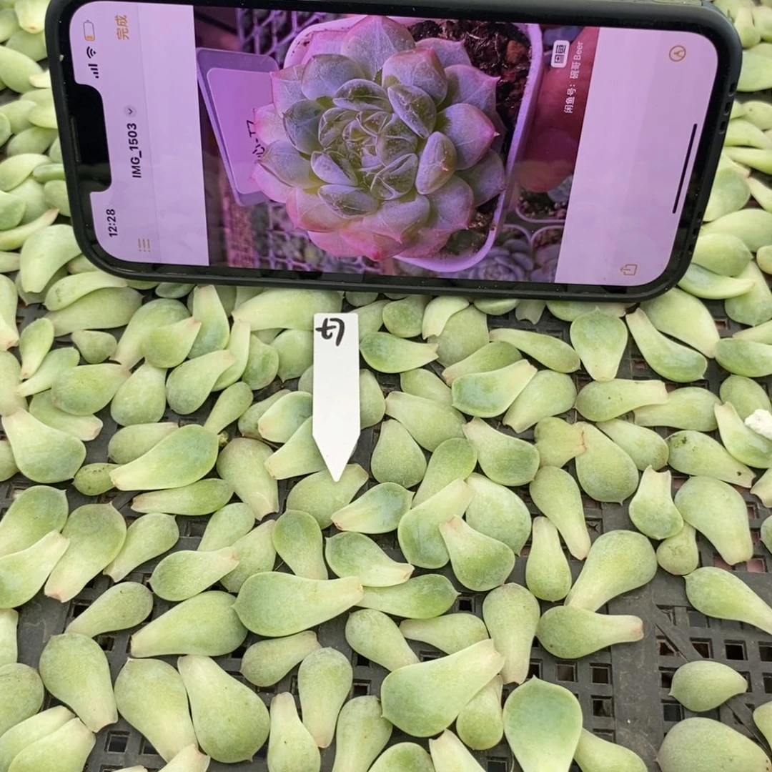 纯叶片甜心碗7苗一个