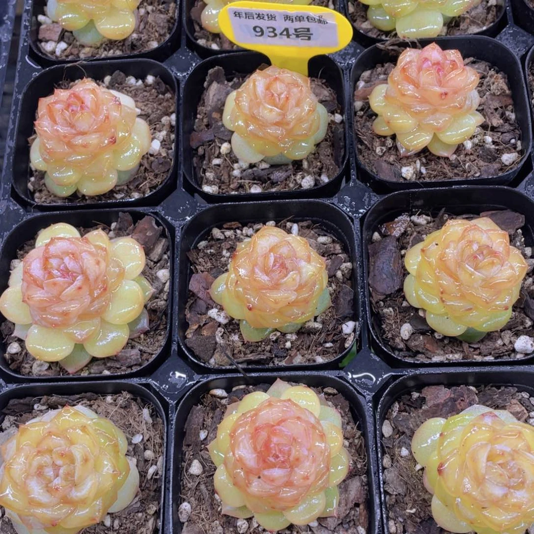 934号冰透甜心珍妮单头两个