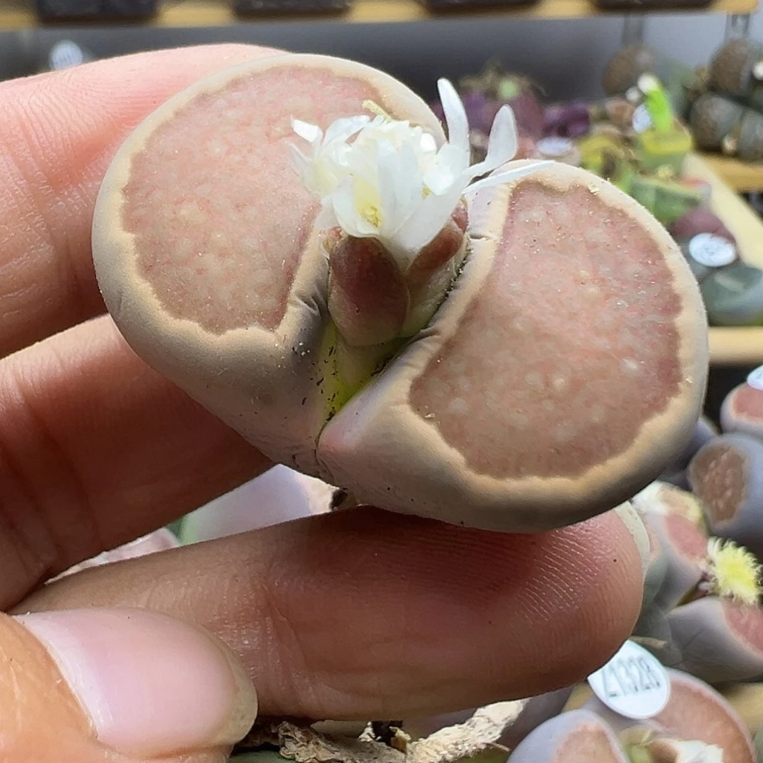 潜****弹1382下播哦11111111111111