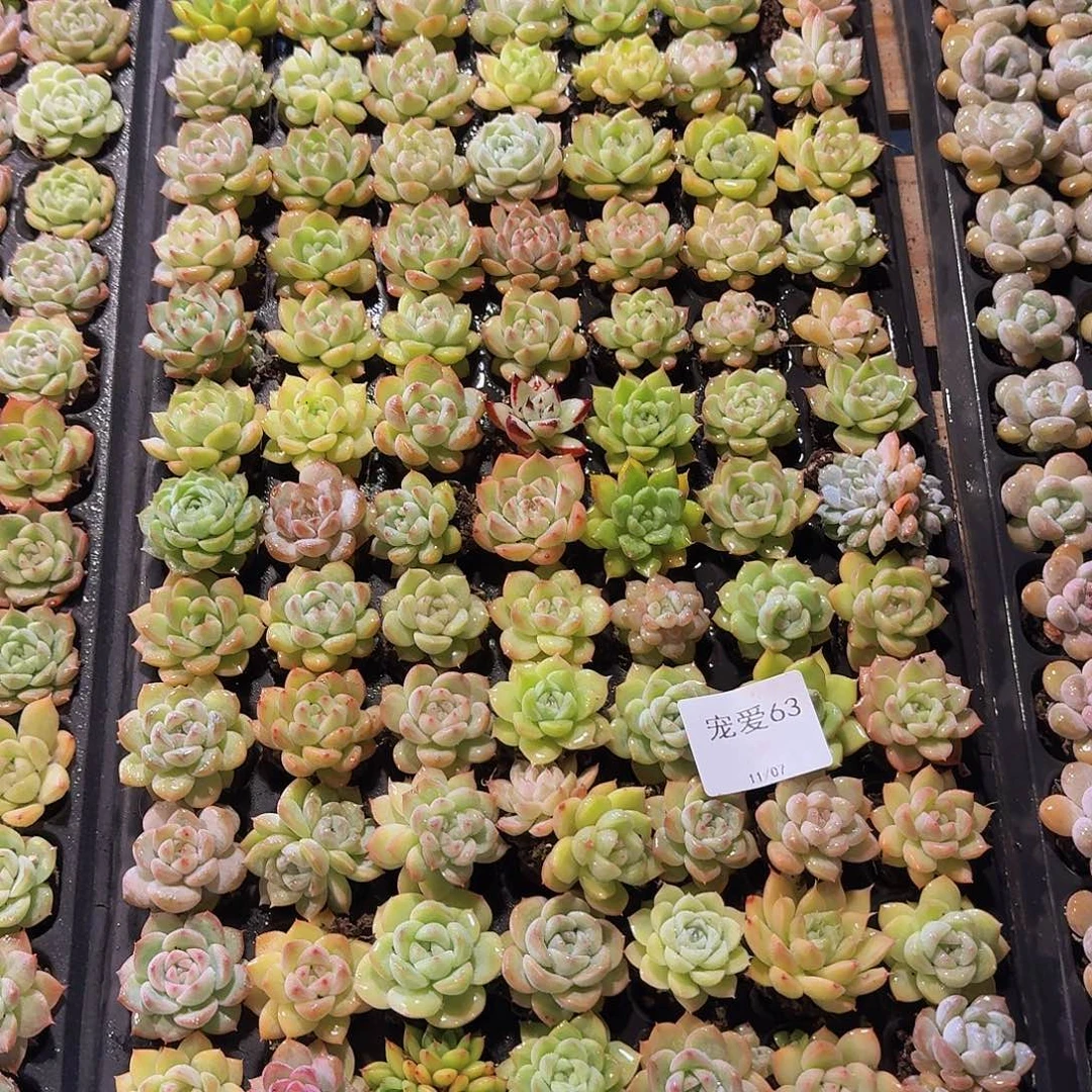 直播福利一物一拍63