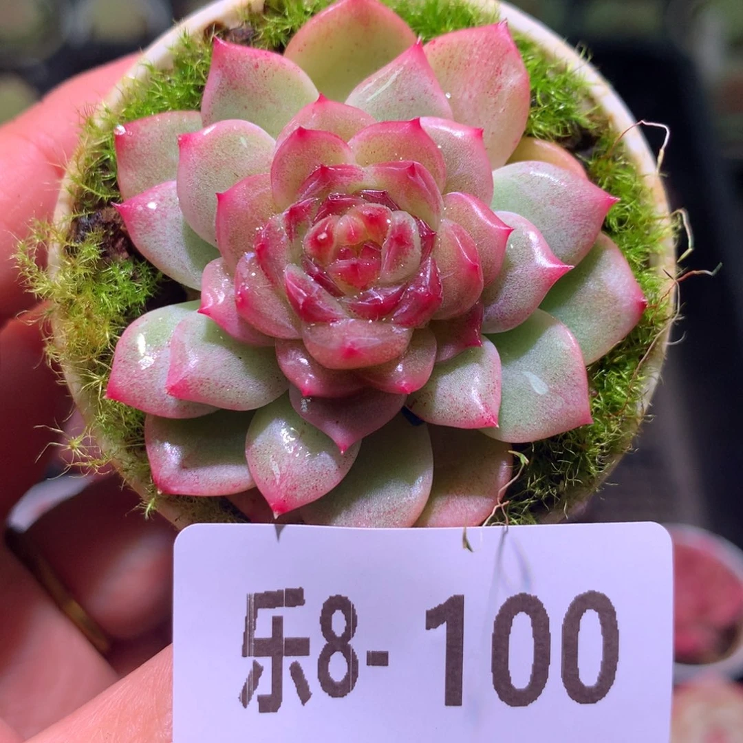 乐然 8-100 新品单头