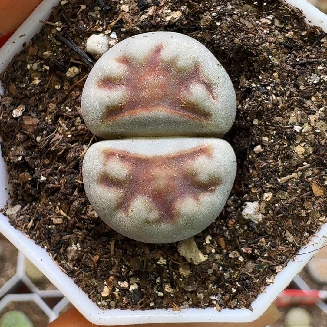 生石花2/////。  316