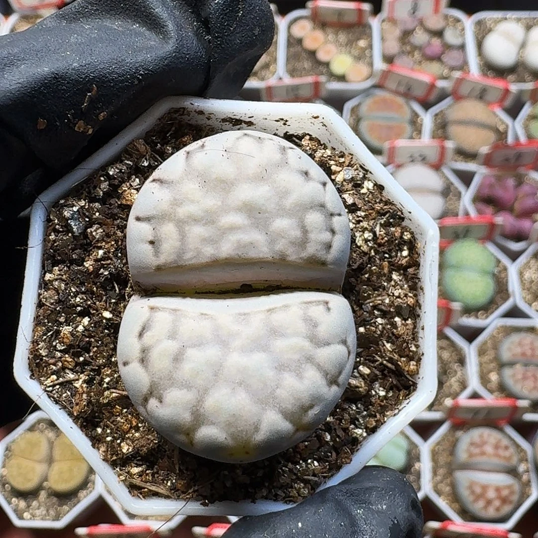 菲***崽生石花111111。  215