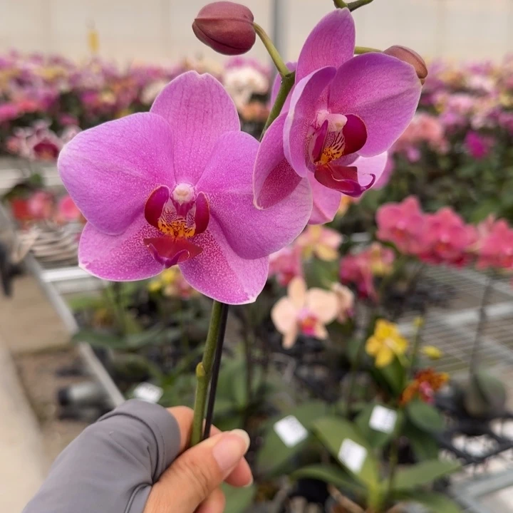 完全开放M543 不售后