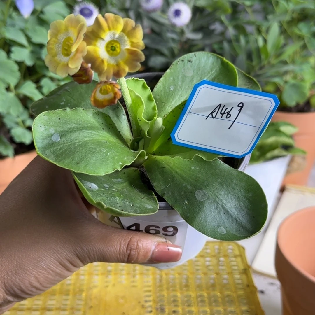 一物一拍  耳叶A469