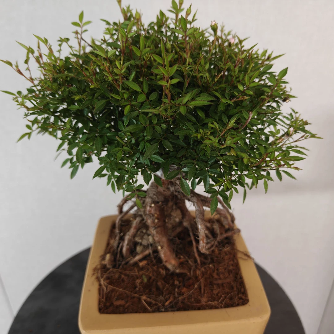 【姬乙女-通货苗】微型月季盆景提根月季花庭院绿化月月开花