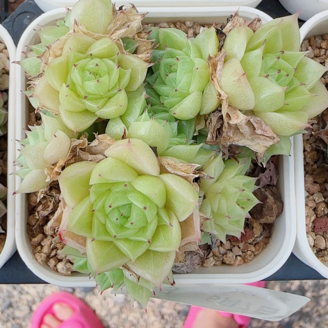 a**a花语逸镜0607-113散