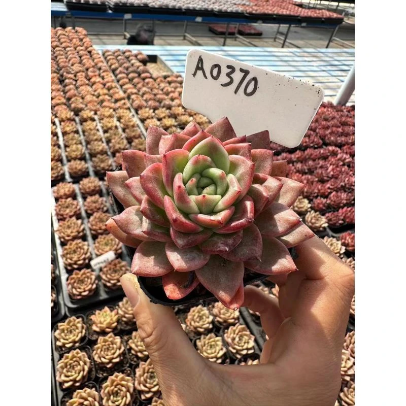 7#天使之吻       前男友精品多肉