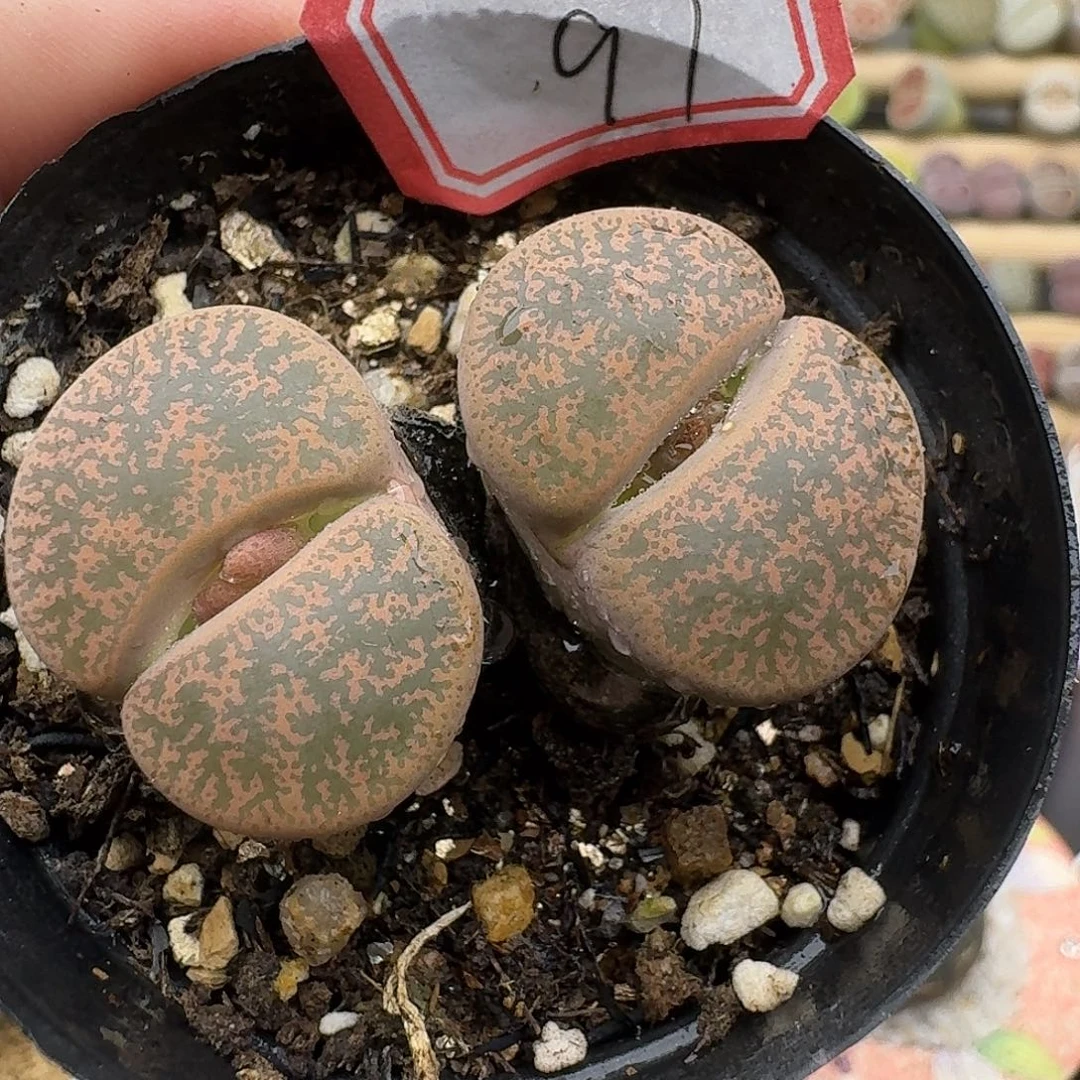 97多肉哈哈哈哈哈哈