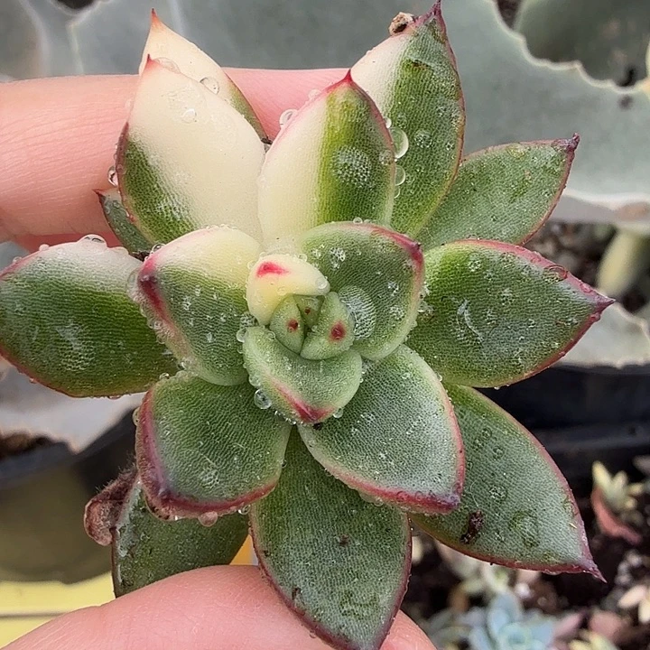 东云锦，多肉植物。