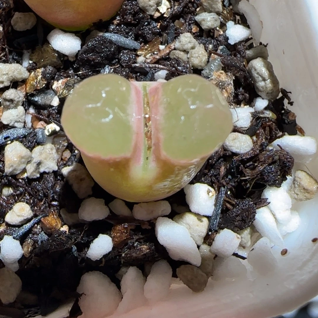 肉锥多肉植物百科25-磁铁562