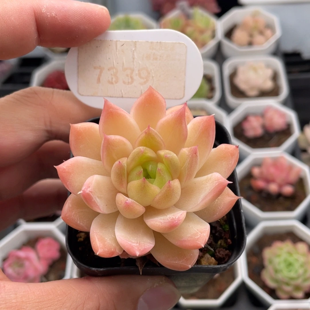 粉麦秆7339-5.5厘米