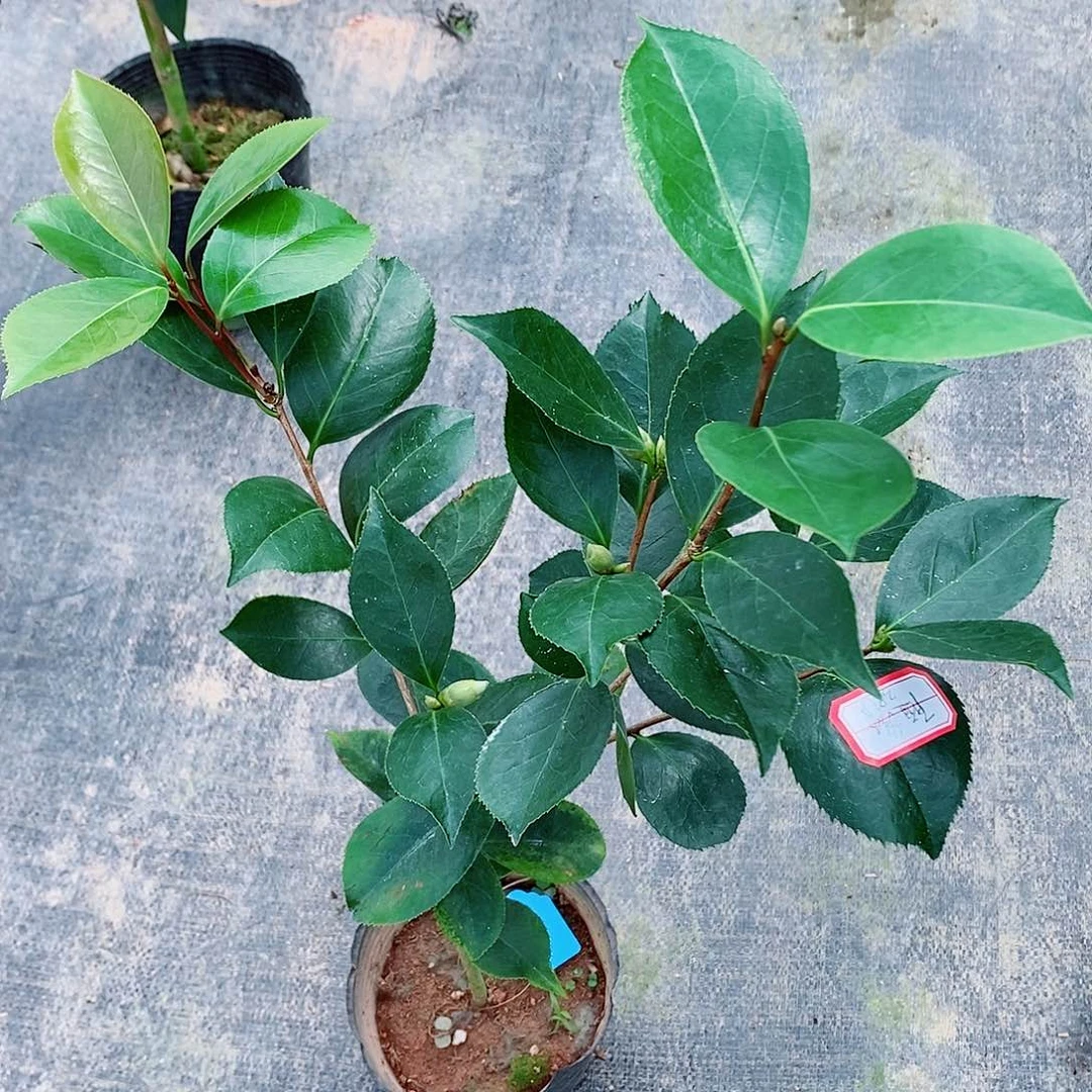 完全开放茶花盆栽随缘
