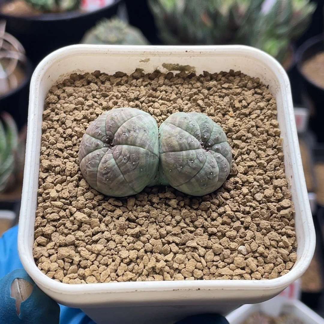 实生背靠背布纹球仙人球