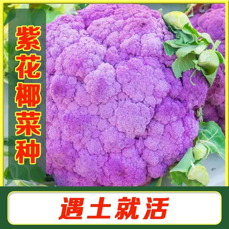【紫菜花种子】紫色花椰菜紫花菜种籽特色蔬菜紫西兰花种孑春秋季