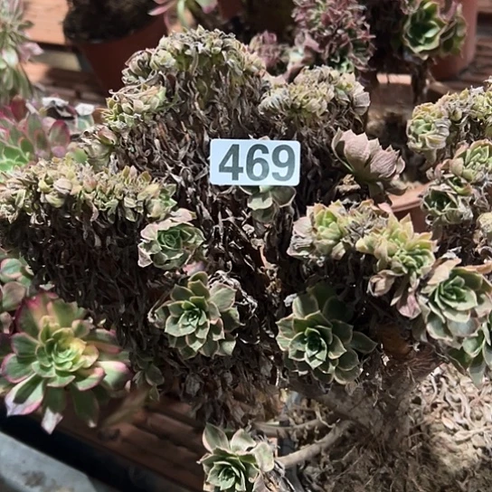 小***妹多肉植物一个法师469