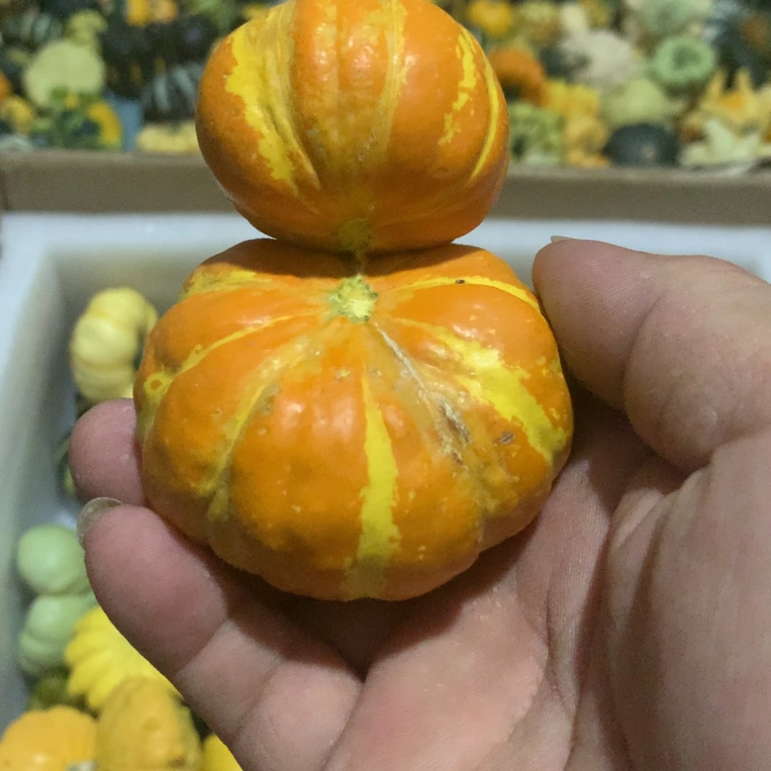 妙*祥墨西哥葫芦！！！