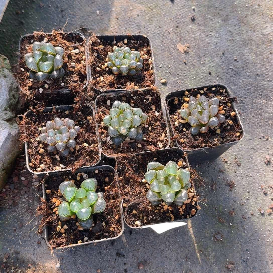 直播福利一物一拍203