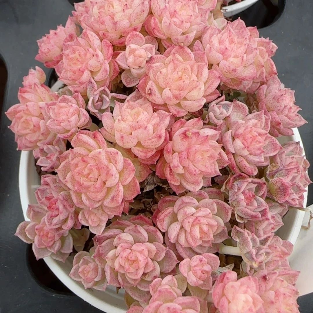 花语逸境0209-402