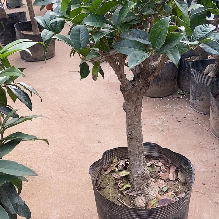 完全开放金桂桂花