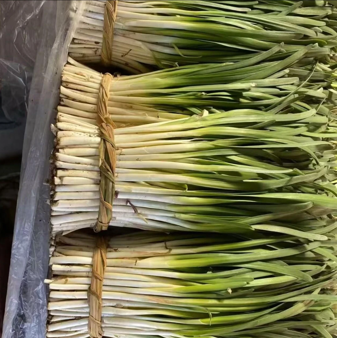 潍坊特产头茬长白韭菜新鲜现割现发