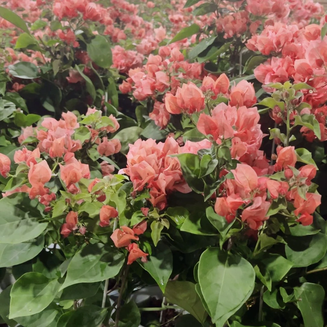 完全开放三角梅不甜西瓜