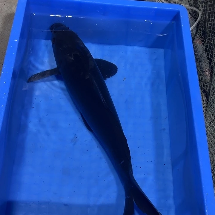 海水赤目芒果黑鱼