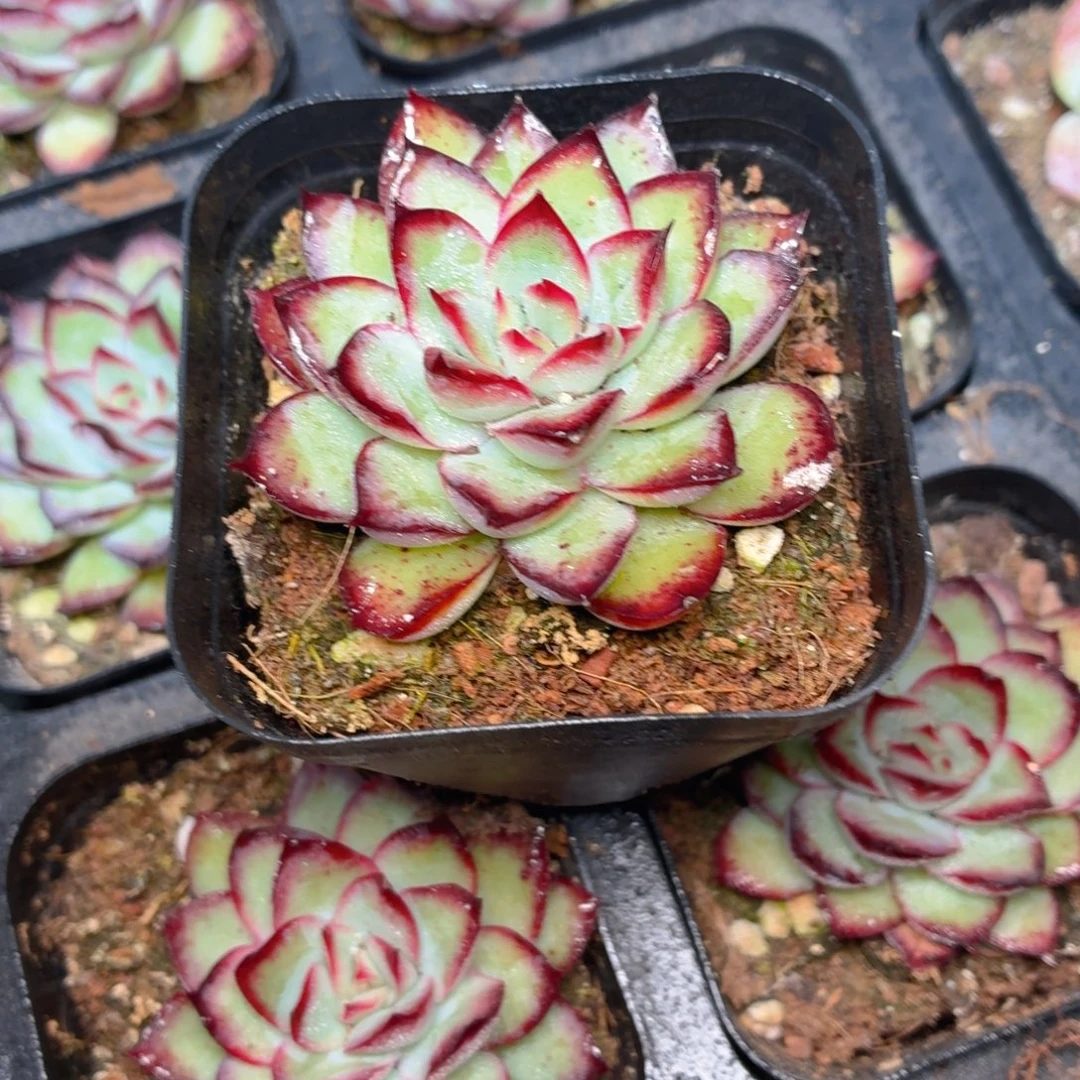 灵隐多肉9.9包邮发货