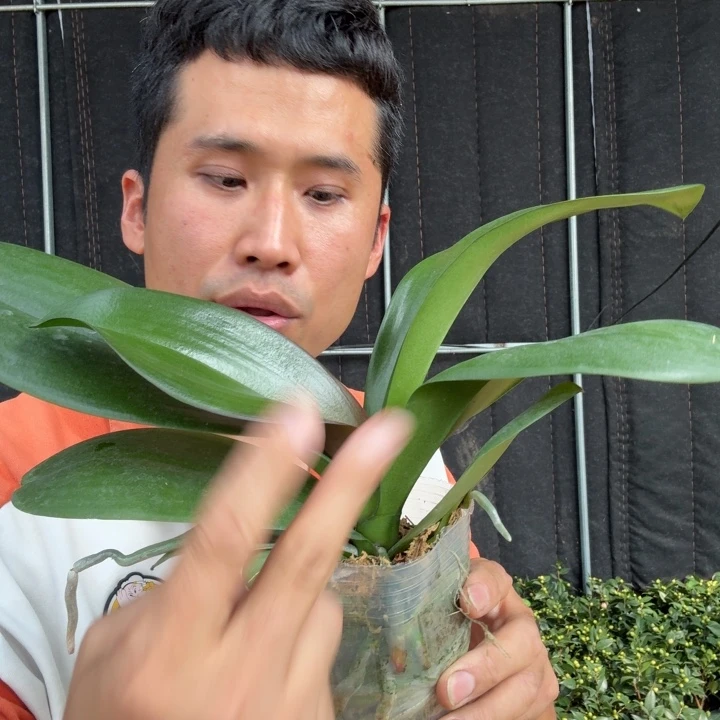 完全开放蝴蝶兰花不确定品种