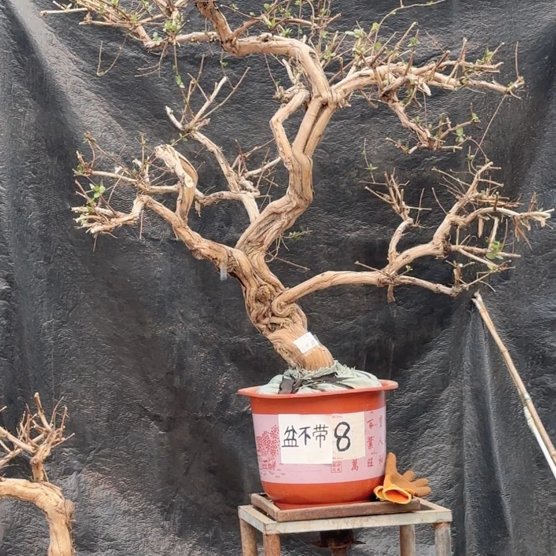 金银花金银花金花银花