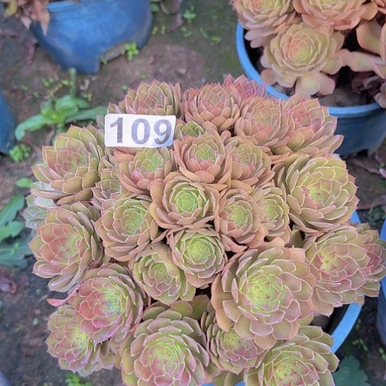 潼***丞多肉植物一个红魔