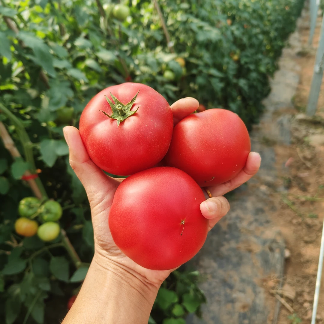 【河溶】农家自然熟多汁现摘现发草莓西红柿番茄小时候味道