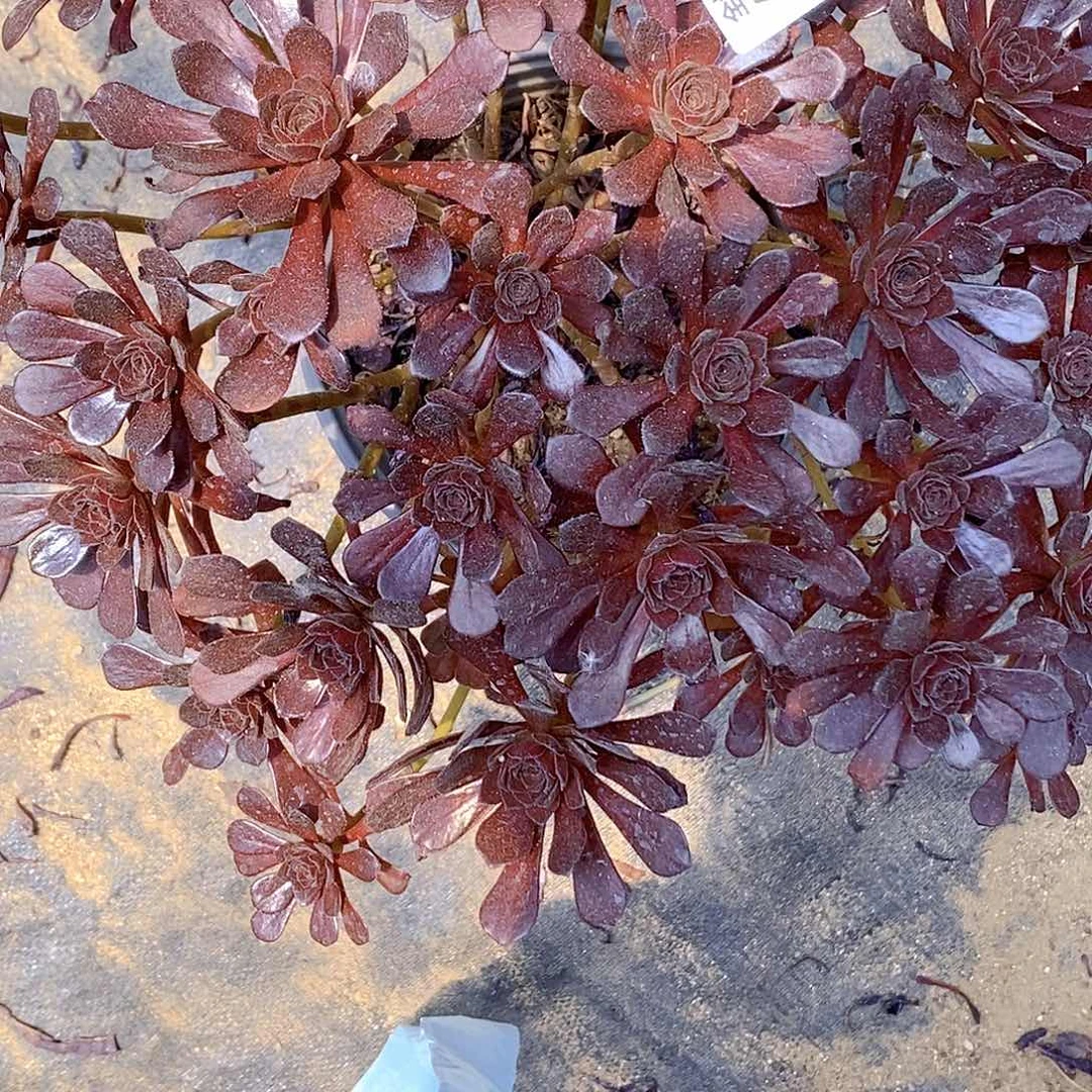 695黑珍珠多肉法师锦多肉