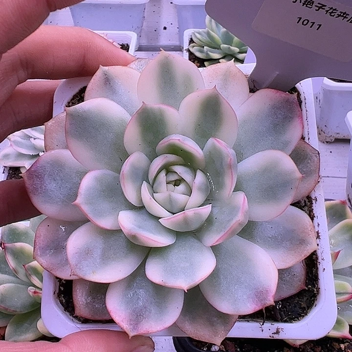 1011号韩水晶锦多肉