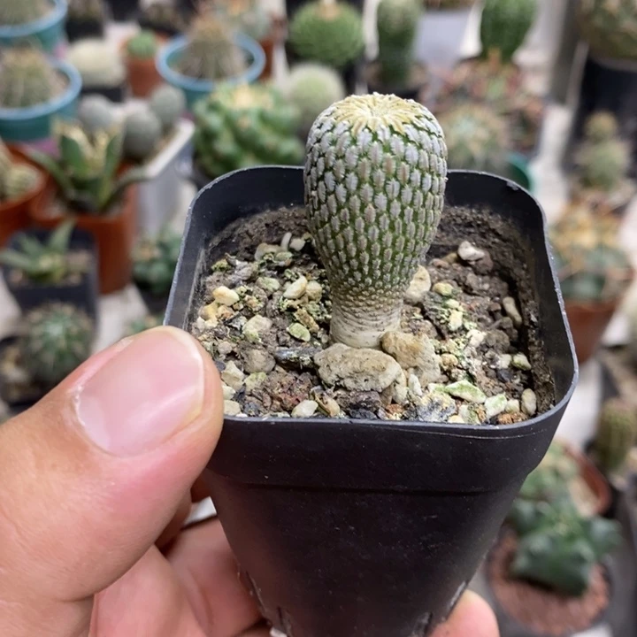 实生精巧殿特价福利