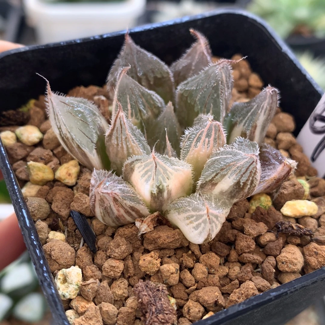云中鹤绘卷玉露锦，
