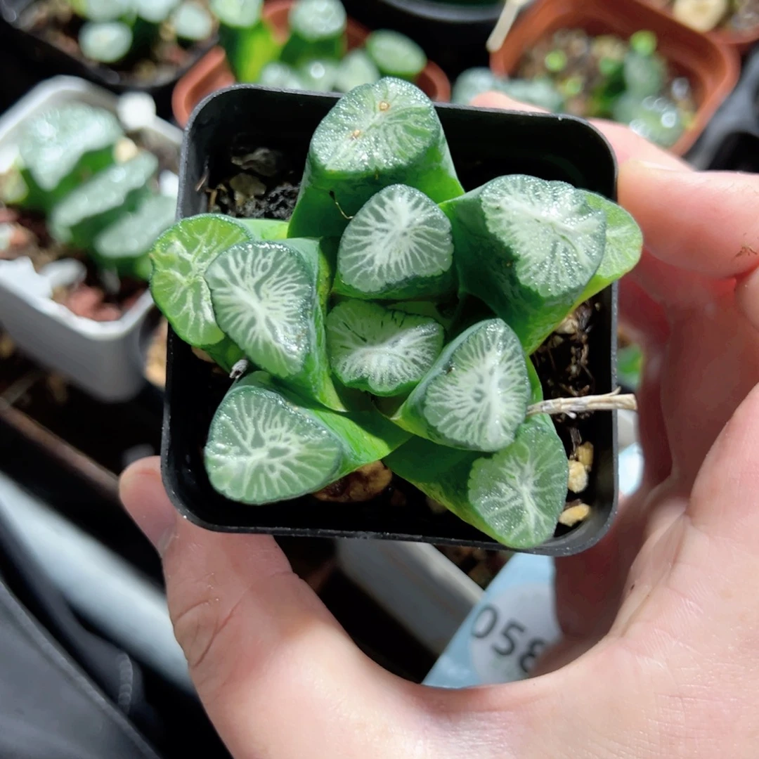 是***呀0580多肉植物一颗