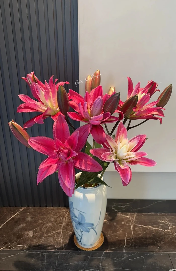 【玫瑰夫人】重瓣百合 一单包邮 云南鲜花昆明基地现采现发