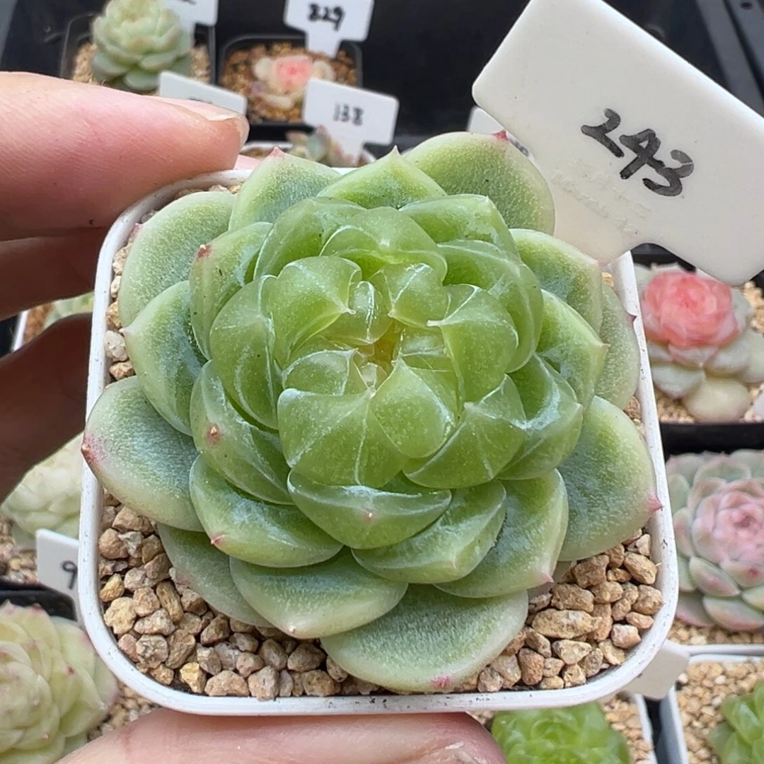 243号绿体泼天 晗雨