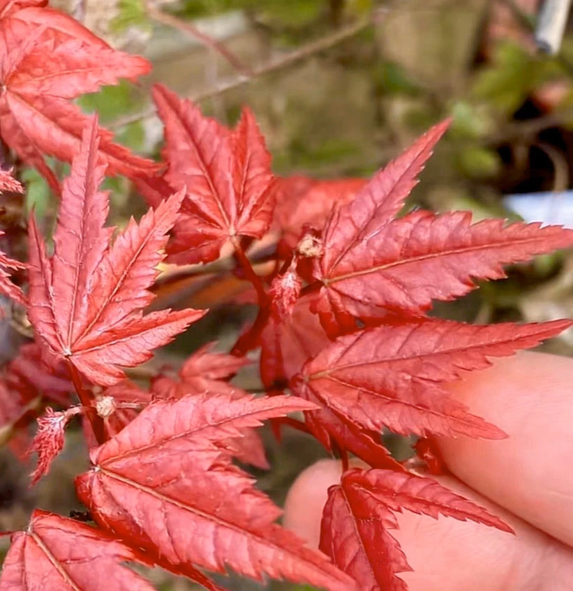 红舞姬 中国红 黄金枫 羽毛枫