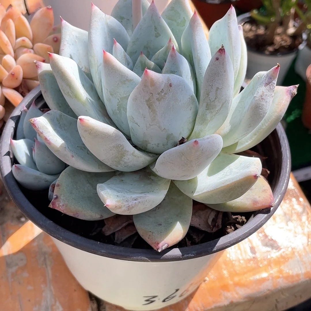 糖****?野生卡罗拉带盆发货