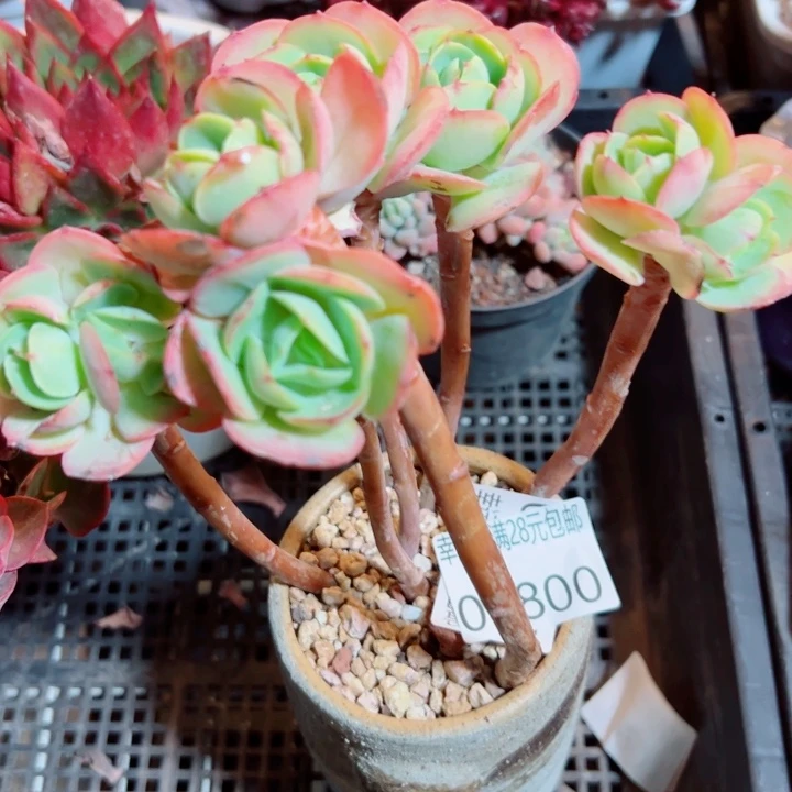 幸运的是我还没遇到幸运