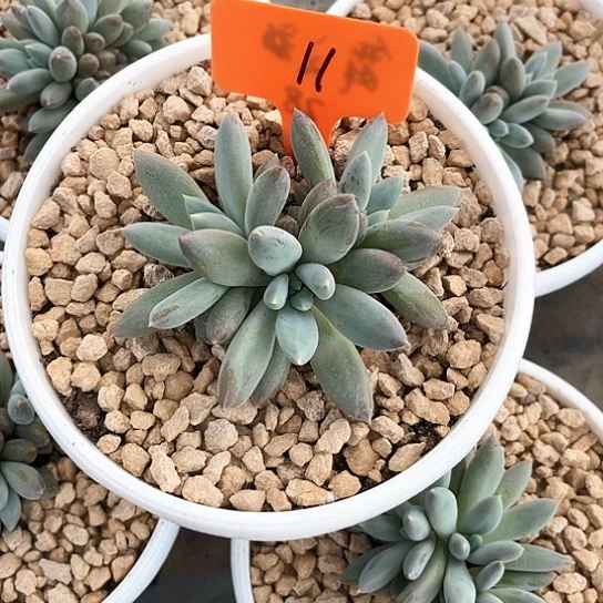 彩体哥特11号码牌子的话